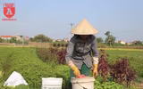 Có một nguồn cung rau an toàn dồi dào cho nội thành Hà Nội
